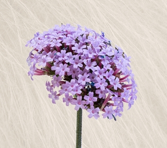 Verbena